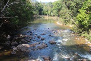 Endau-Rompin Complex, Malaysia | Sg. Kinchin is one of the major tributaries of the Endau river, which flows through Rimpin State Park, Pahang and Endau-Rompin Johor National Park, Johor. It is the main river where tourism activities sich as white-water rafting is conducted. | WCS-Malaysia | 20210412_Sg. Kinchin
