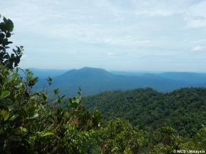 Endau-Rompin Complex, Malaysia | Endau-Rompin Johor National Park | WCS-Malaysia | PTZUL20201007_DSCN8999_Berembun