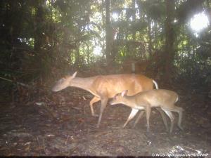 Endau-Rompin Complex, Malaysia | Camera trap photo of a pair of muntjacs | WCS-Malaysia/JNPC/DWNP | JERL20CT024-20201103_Muntjac