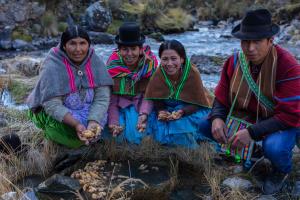 Bolivia, Apolobamba National Integrated Management Natural Area | Indigenous peoples of the Pukina Territory show the final product called kaya, a dried tuber of the Andes, an important source of food. | Rob Wallace | Sabores Silvestres I Day 2-Rob Wallace-WCS-0830.jpg