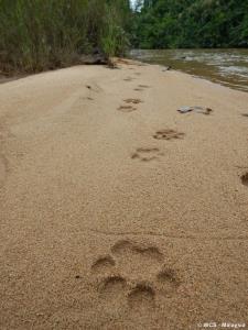 Endau-Rompin Complex, Malaysia | Tiger footprints along the Endau river | WCS-Malaysia/JNPC/DWNP | PTZUL20201007_DSCN8822_tiger signs