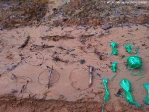 Endau-Rompin Complex, Malaysia | Snares made from thicn cables and nylon strings were removed from the forest. These are typically used to catch tiger prey species such as pigs. | WCS-Malaysia/JNPC/DWNP | 20201226_Confiscated snares