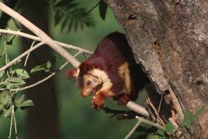 India/Bhadra/Western Ghats | Gaint squirrel | Ng Bishwanath Singh | Gaint squirrel_Bhadra_WCSI_IMG_8605