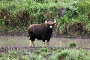 India/Bhadra/Western Ghats | Gaur | Jitendra Shankaraiah | Gaur near waterhole_Jitendra_Bhadra_2015