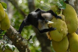India/Western Ghats | Lion-tailed macaque | Kalyan Varma | LTM_Kalyan Varma