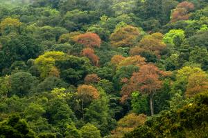 India/Western Ghats | Western Ghats landscape | Kalyan Varma | Western ghats_KalyanVarma_D08_2019