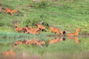 India/Nagarahole/Western Ghats | Dhole pack | Diinesh Kumble | Wild_Dogs_Nagarahole_7727_Diinesh_Kumble