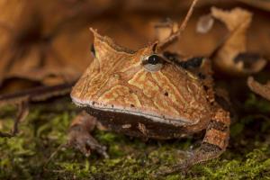 Madidi National Park | Ceratophrys cornuta | Rob Wallace | Ceratophrys cornuta - Rob Wallace-WCS-6288 Light.jpg
