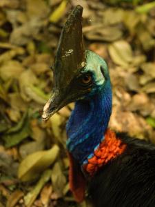 Jiwaka Province, Papua New Guinea | Southern Cassowary found in the Bismark Forest Corridor  | Elodie Van Lierde | PNG_Elodie_VanLierde00054
