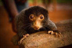 Jiwaka Province, Papua New Guinea | A baby mountain cuscus looked after as pet | Elodie Van Lierde | PNG_Elodie_VanLierde00093