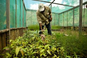 Eastern Highlands Province, Papua New Guinea | Nursery inspection by Forest Ecologist Tory Kuria at Wamiufa, Upper Asaro | Elodie Van Lierde | PNG_Elodie_VanLierde00183