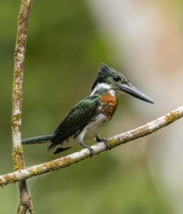 Madidi National Park | Chloroceryle amazona | Rob Wallace | Chloroceryle amazona_Robert Wallace_WCS.jpg