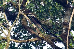 Jiwaka Province, Papua New Guinea | Brown Sicklebill | Elodie Van Lierde | PNG_Elodie_VanLierde00243