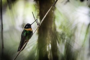 Madidi National Park | Coeligena inca | Omar Torrico | Coeligena inca_Omar Torrico_Chullo.jpg