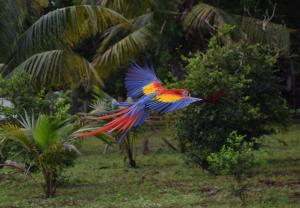 Mabita community, Moskitia, Honduras | Ara macao flying free near Macaws rescue center  in Mabita Indigenous community. | Edgard Herrera | 4Hon