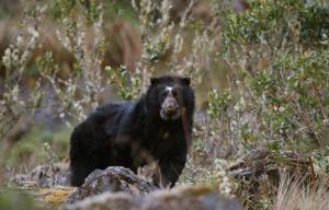 Aceromarka, La Paz. | Andean Bear | Rob Wallace | IMG_2691 Andean Bear, Acero Marka, La Paz, Bolivia 200612 Rob Wallace_WCS .jpg