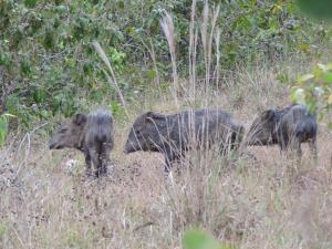 Colombia/Savannas of Orinoco | Animal | Mauricio Salcedo | Pecari tajacu