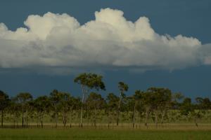 Colombia/Savannas of Orinoco | Landscape | Mauricio Salcedo | Vichada