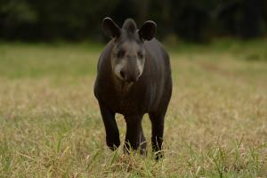 Colombia/Savannas of Orinoco | Animal | Mauricio Salcedo | DSC_9920