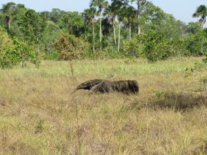 Colombia/Savannas of Orinoco | Animal | Beatriz Hurtado | Myrmecophaga_BeatrizHenao