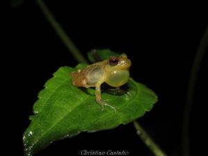 Colombia/Chocó - Darién | Animal | Christian Castaño | Pristimantis brevifrons