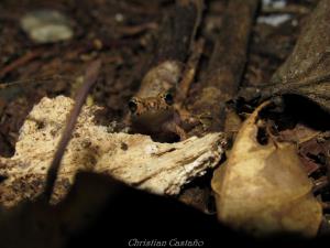 Colombia/Chocó - Darién | Animal | Christian Castaño | Pristimantis erythropleura