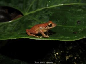 Colombia/Chocó - Darién | Animal | Christian Castaño | Pristimantis palmeri