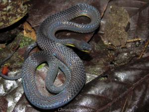 Colombia/Chocó - Darién | Animal | Christian Castaño | Synophis cf. plectovertebralis