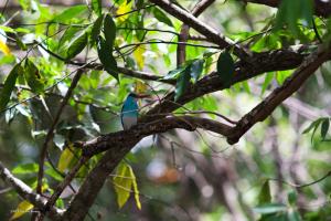  | The CAR Northeast Protected Areas Complex provides seasonal and permanent habitats for a wide range of bird species. | Photo © Antonio Bóveda/WCS. | ©PH04_Faune_Bird