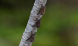 Madidi National Park | Rhynchonycteris naso | Rob Wallace | Rhynchonycteris naso-Rob Wallace-WCS-6677.jpg