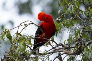 Madidi National Park | Rupicola peruviana | Rob Wallace | Rupicola peruviana_Machariapo_Robert Wallace_WCS.jpg