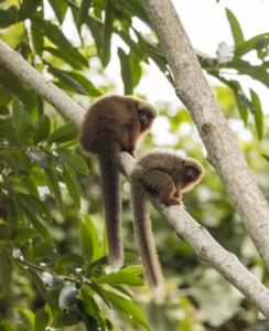Madidí-Tambopata | Callicebus Aureipalatii | Robert Wallace | Callicebus aureipalatii 7621 Rob Wallace-WCS.jpg