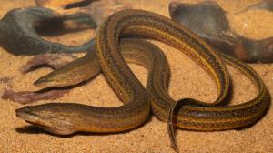 Madidi National Park | Symbranchus madeirae | Rob Wallace | Symbranchus madeirae-Rob Wallace-WCS-4019.jpg