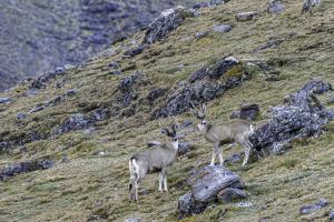 Bolivia, Apolobamba National Integrated Management Natural Area | Andean Deer | Omar Torrico | Hippocameplus antisensis_Omar Torrico-9.jpg