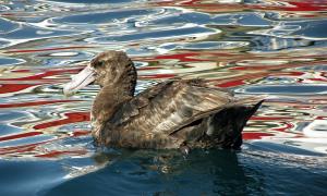 Argentina, Blue Patagonia | Southern Giant-Petrel (Macronectes giganteus) | Eugenia Zavattieri | Southern Giant-Petrel (Eugenia Zavattieri)