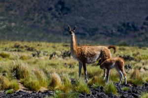 Argentina, La Payunia Natural Reserve, Mendoza province | Guanacos (Lama guanicoe) at La Payunia Natural Reserve, Mendoza | Antonella Panebianco | Guanacos at La Payunia (Antonella Panebianco)