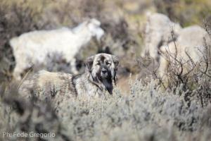 Argentina, Laguna Blanca National Park, Neuquén province | Andina, Livestock Guarding Dog, at Laguna Blanca National Park, Neuquén | Federico Gregorio | Livestock Guarding Dog - Parque Nacional Laguna Blanca, Neuquén (Federico Gregorio)