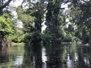 Republic of Congo/Likouala  | flooded forest  | Guido Trivellini | flooded forest