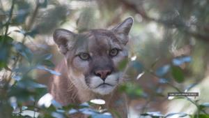 Argentina, Patagonian Steppe | Puma (Puma concolor) at Patagonian Steppe | Julie Larsen Maher / WCS | Puma (Julie Larsen Maher)