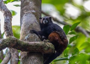 Bolivia | Leoncito (Leontocebus weddelli) | Robert Wallace/WCS | Leontocebus weddelli-Robert Wallace-WCS.jpg