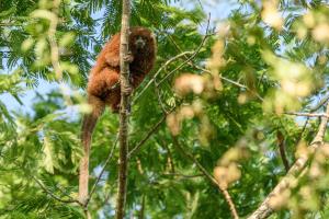 Bolivia | Lucachis (Plecturocebus modestus) | Omar Torrico/WCS | Plecturocebus_Modestus_Omar_Torrico_WCS.JPG