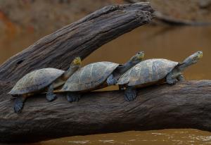 Bolivia | Peta de río (Podocnemis unifilis) | Robert Wallace/WCS | Podocnemis unifilis-Robert Wallace-WCS.jpg