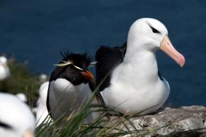 Islas Salvajes/Steeple Jason (Malvinas/Falkland islands) | Black-browed Albatross (Thalassarche melanophrys) and southern Rockhopper Penguin (Eudyptes chrysocome)  | Guillermo Harris / WCS Argentina | Black-browed albatross and Rockhopper penguin (Guillermo Harris WCS).jpg
