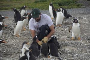 Argentina, Beagle Channel, Tierra del Fuego | Field work with Gentoo penguin (Pygoscelis papua) at Beagle Channel, Tierra del Fuego | Guillermo Harris / WCS Argentina | Field work - Gentoo penguin - Beagle Channel (Guillermo Harris).jpg