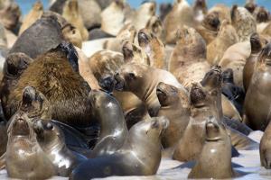 Bahía Bustamante, Argentina | Sea lions (otaria flavescens) | Guillermo Harris / WCS | Sea Lions Bahia Bustamante (Guillermo Harris).jpg