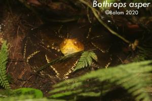 Honduras | Marcio Martinez, ICF | Balam | Bothrops