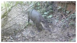 Honduras | Washington State University | WSU/RBRP-ICF | Danto