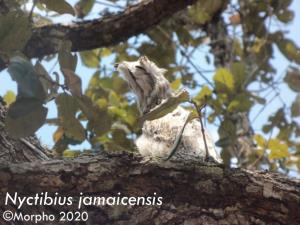 Honduras | Irene Sanchez, WCS | Morpho | Nyctibius
