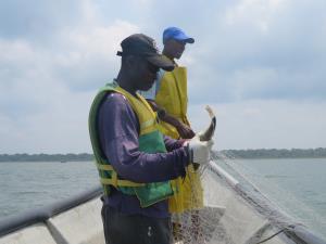 DRMI Encanto de los Manglares del Bajo Baudó | Pesca con malla | Diego Amariles / WCS Colombia | EMBB_Pesca con malla_Diego Amariles_2