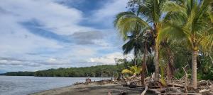 Isla Ají_ Bocana Ajicito  | Isla Ají_ Bocana Ajicito  | Diego Amariles / WCS Colombia | Isla Ají_ Bocana Ajicito Diego Amariles